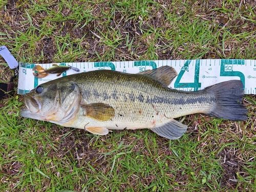 ブラックバスの釣果