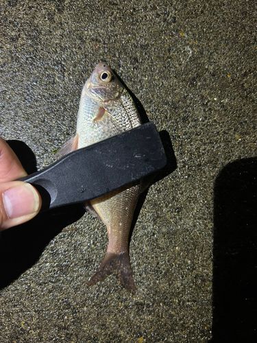 ウミタナゴの釣果