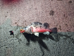 ソイの釣果
