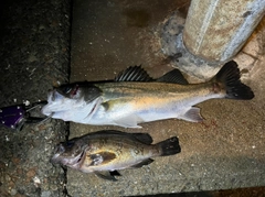 シーバスの釣果
