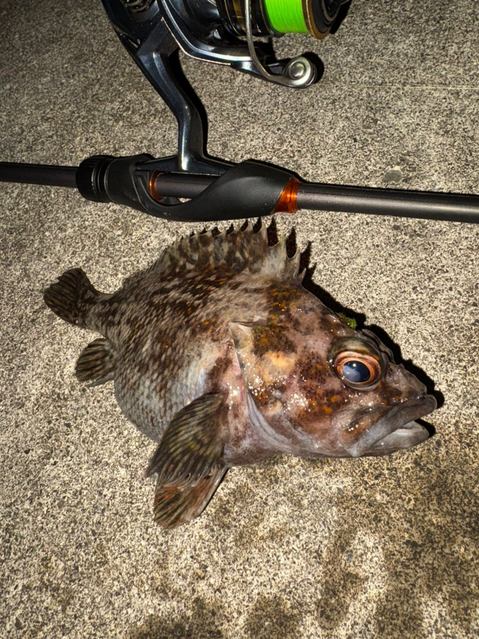 オウゴンムラソイ