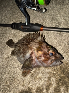 オウゴンムラソイの釣果