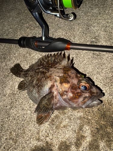 オウゴンムラソイの釣果