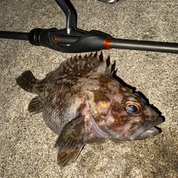 オウゴンムラソイ