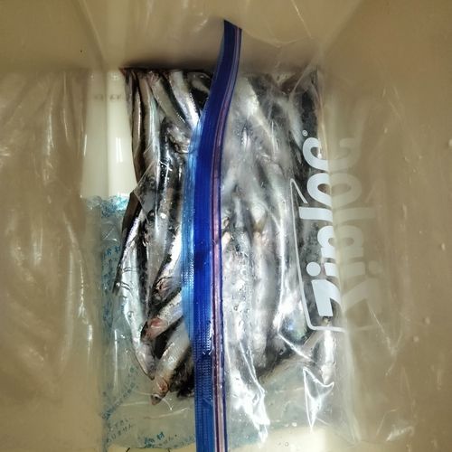 カタクチイワシの釣果