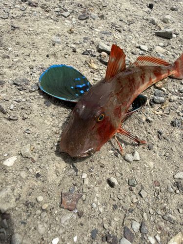 ホウボウの釣果