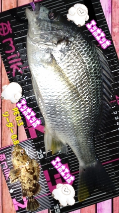 キチヌの釣果