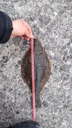 マガレイの釣果