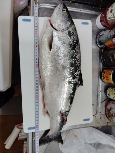 サクラマスの釣果