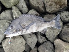 クロダイの釣果
