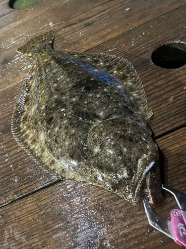 ヒラメの釣果