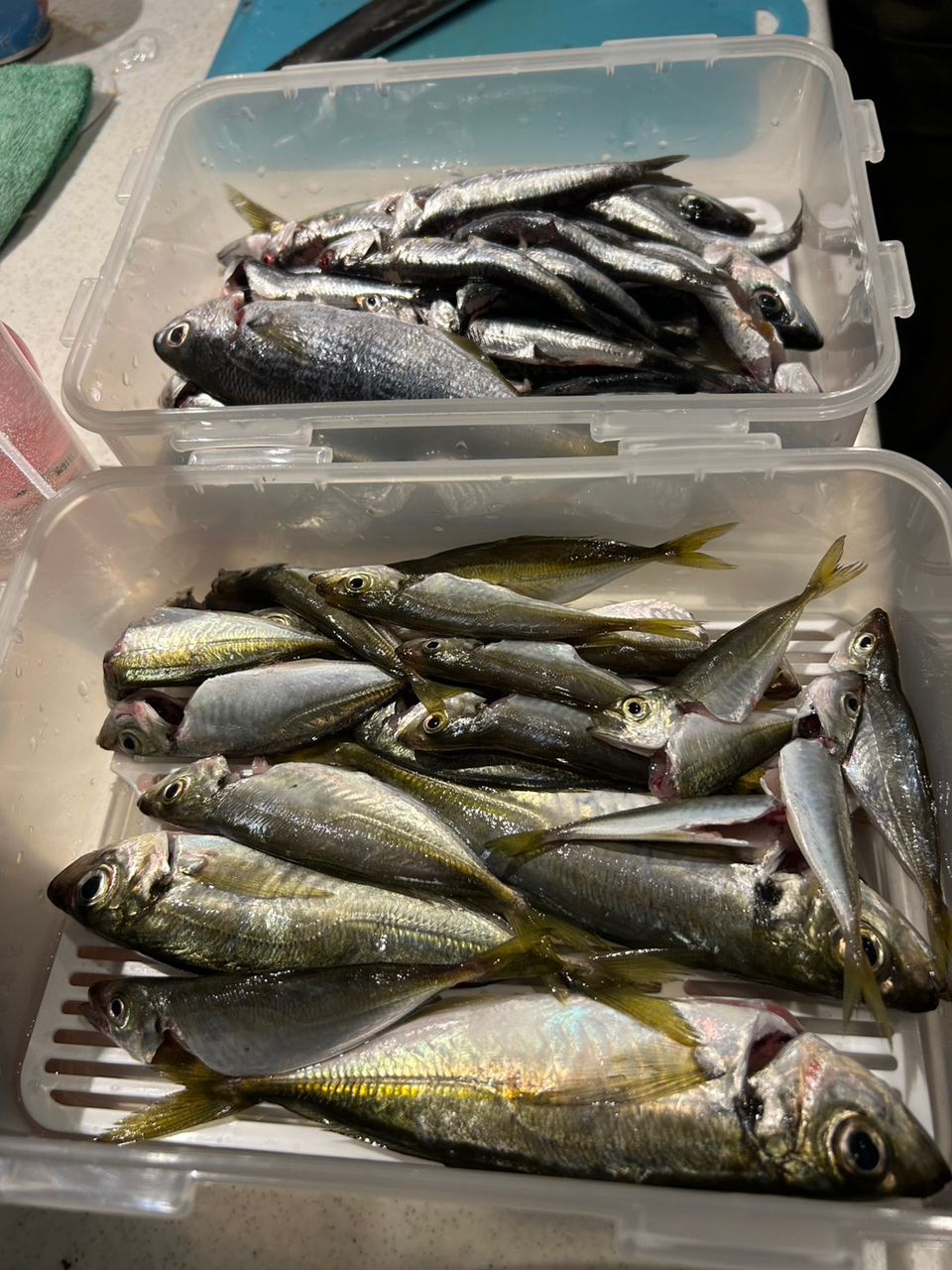 不器用アングラー　パパ管理😊さんの釣果 1枚目の画像