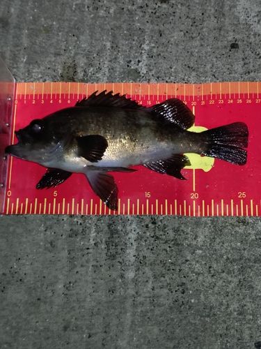 メバルの釣果