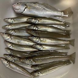 シロギス