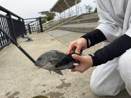 グレの釣果