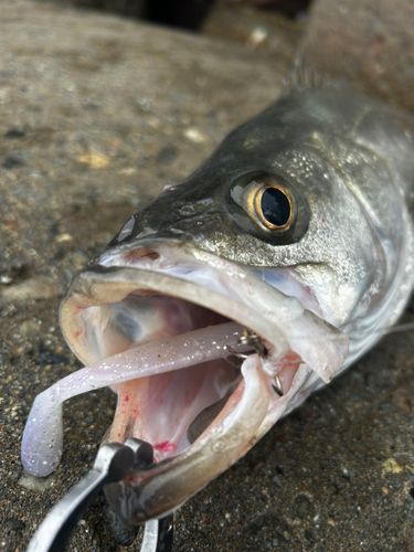 スズキの釣果