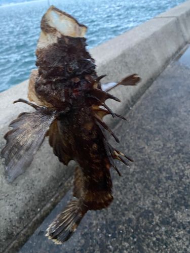 オニオコゼの釣果