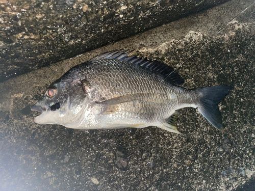 キビレの釣果