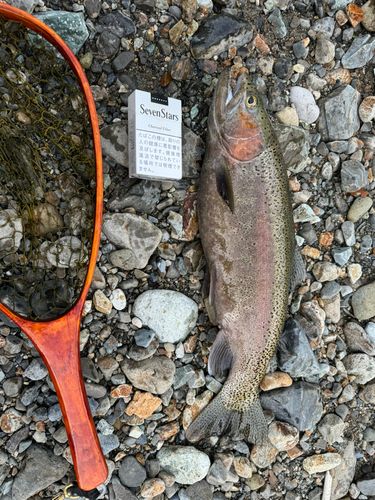 ニジマスの釣果