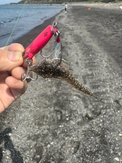 マゴチの釣果