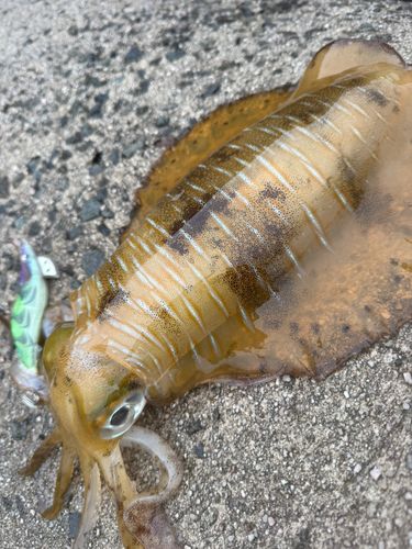 アオリイカの釣果