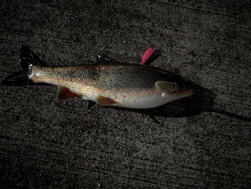 マルタウグイの釣果