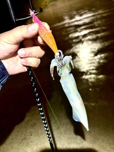 ヤリイカの釣果