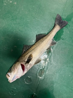 スズキの釣果