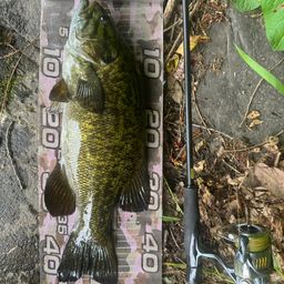 スモールマウスバス