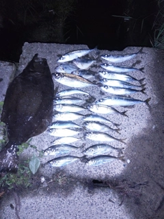 ヒイラギの釣果