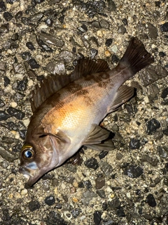 メバルの釣果