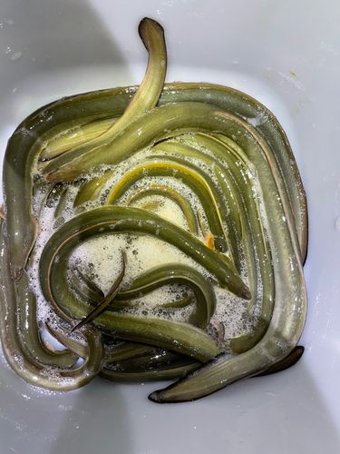 ウナギの釣果