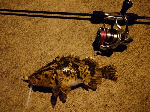 タケノコメバルの釣果