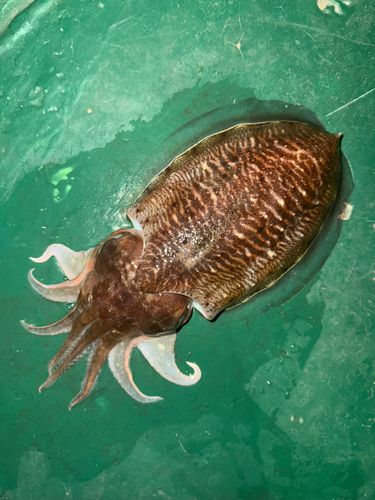 コウイカの釣果