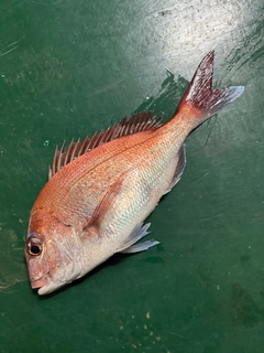 マダイの釣果