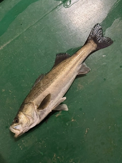 スズキの釣果
