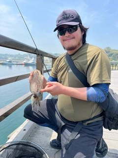 コウイカの釣果