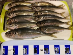 アジの釣果