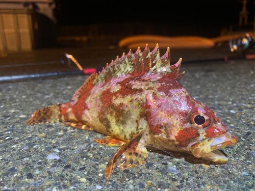 ヨロイメバルの釣果