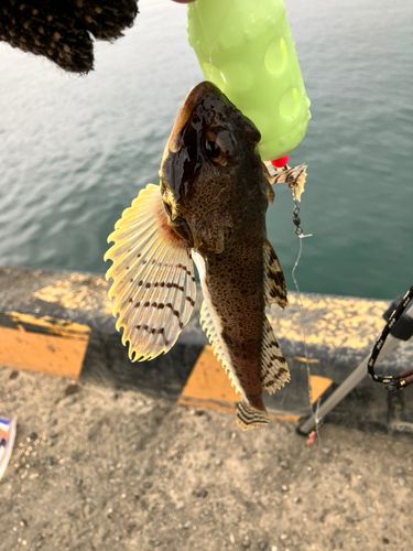 ギスカジカの釣果