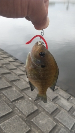ブルーギルの釣果