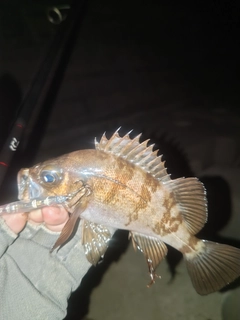 メバルの釣果