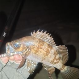 メバル
