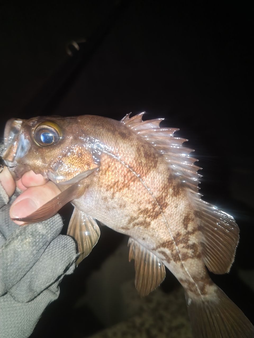 メバル