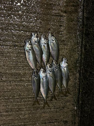 アジの釣果