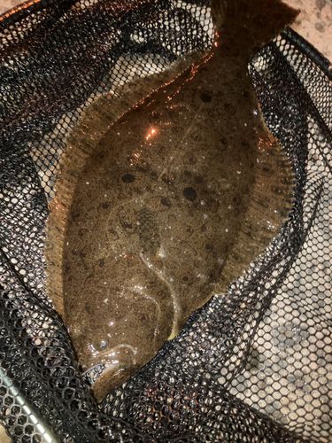 ヒラメの釣果