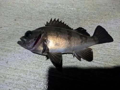 クロメバル