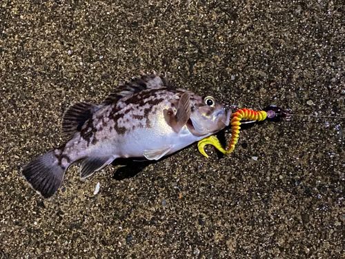 クロソイの釣果
