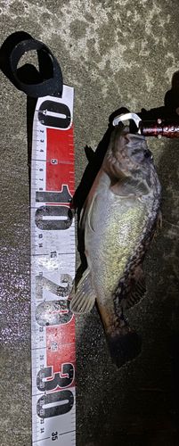 クロソイの釣果