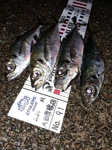 アジの釣果